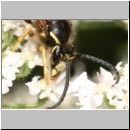 Dolichovespula sylvestris - Waldwespe m01e.jpg